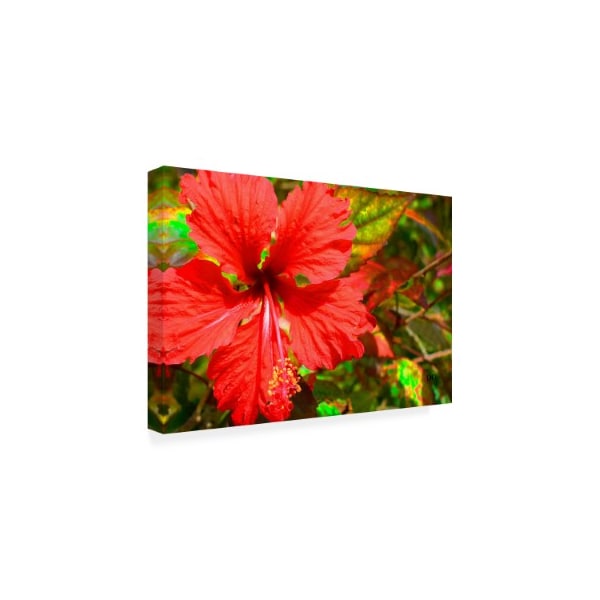 Don Spears 'Red Hibiscus' Canvas Art,22x32